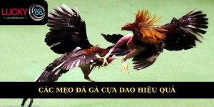 mẹo đá gà cựa dao