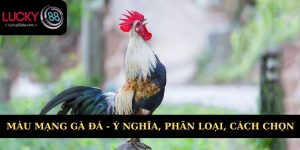 màu mạng gà đá